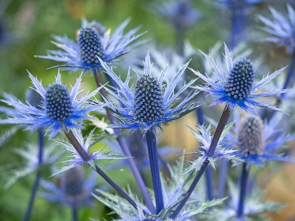 Blue Thistle Seeds - 25 Count - Eryngium alpinum - Rare Swiss Alps Thistle for Gardens & Pollinator Attraction