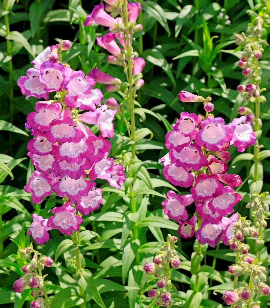 Pink Penstemon Seeds - Penstemon hartwegii - Beardtongue Flowers for Borders & Rock Gardens - 100 Seeds