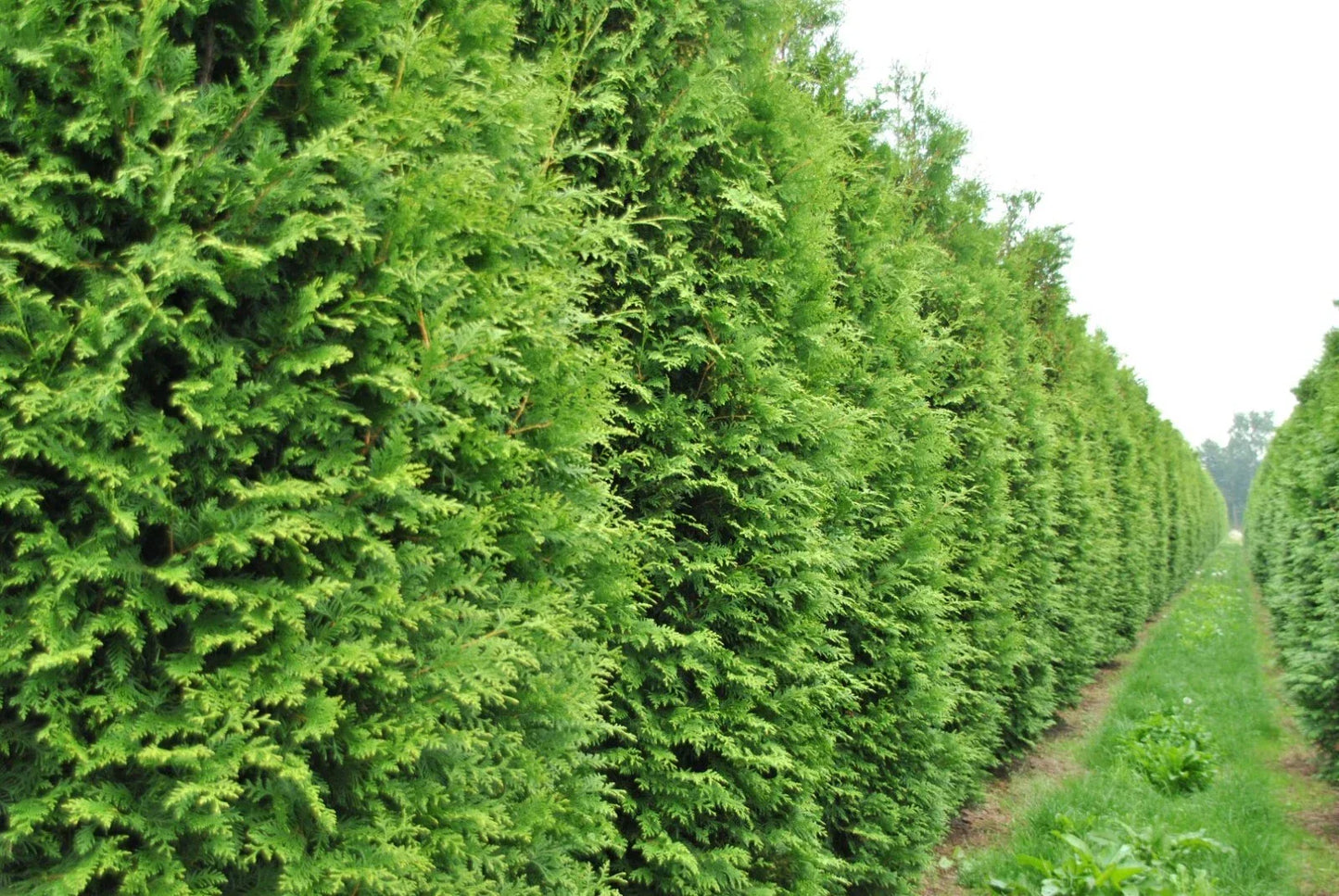 50+ Thuja Tree Seeds | White Cedar Arborvitae | Thuja occidentalis | Hedge Row Seeds