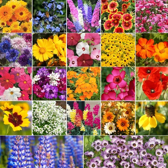 Pollinator Flower Seeds Mix - 22 Native Wildflower Species for Bees, Butterflies & Birds | Eco-Friendly Seed Blend