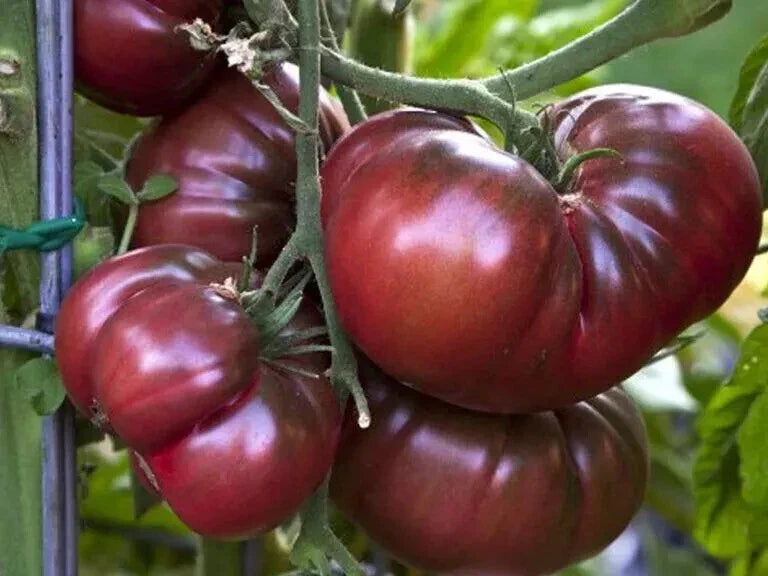 Organic Black Brandywine Tomato Seeds - Heirloom Solanum lycopersicum for Summer Garden & Container Gardening