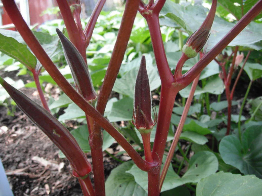 Red Burgundy Okra Seeds - NON-GMO Heirloom Abelmoschus esculentus, 100+ Seeds