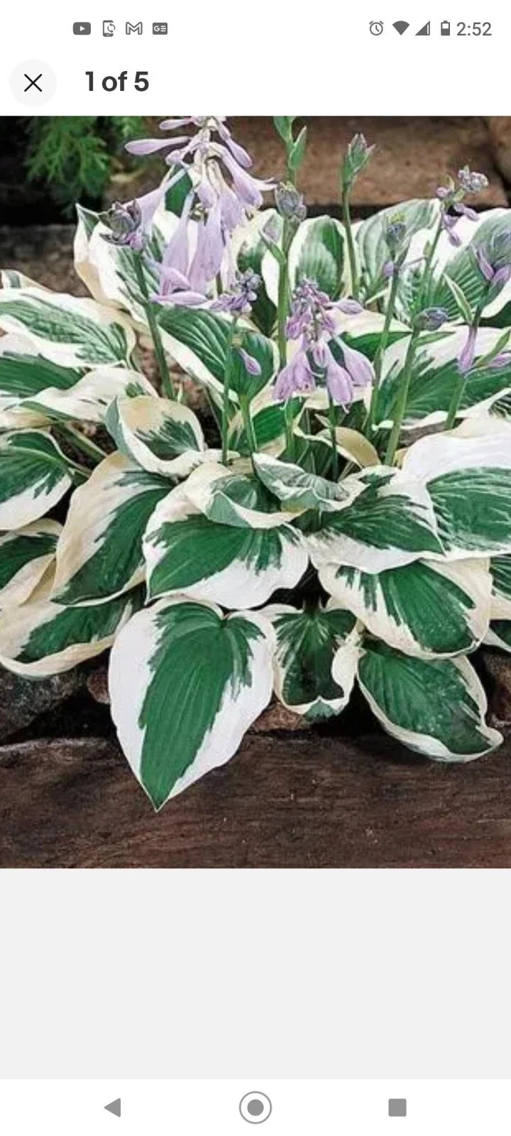 Patriot Variegated Hosta Root Plants – Shade-Loving Perennial with White-Margined Foliage – Hosta 'Patriot' 2 Pack