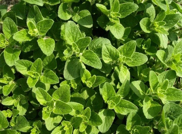 Oregano Herb Seeds - Organic Heirloom Pack of 100+ for Culinary Gardens, Origanum vulgare, Indoor & Outdoor Growing