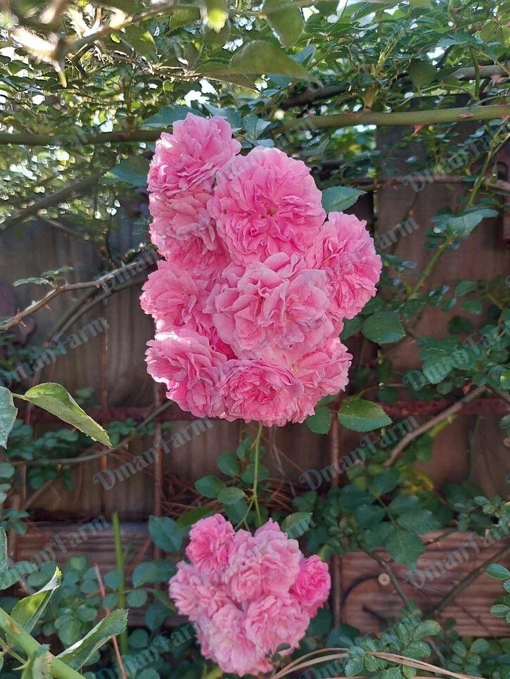 Pink Rose Bush Live Plant – Heirloom Climbing Rambler, Organic Bare Root Starter, Rosa multiflora
