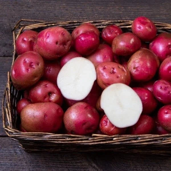 Red Norland Seed Potatoes for Planting, Early Maturing, Solanum tuberosum, Home Garden, Certified Disease-Free