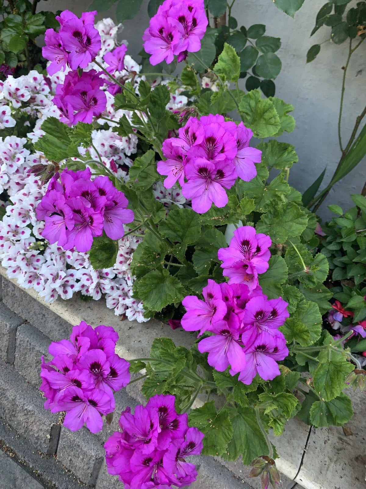 Geranium Cuttings 6 Inch Purple & Dark Purple Center Pelargonium spp. - Fresh Plant Cuttings