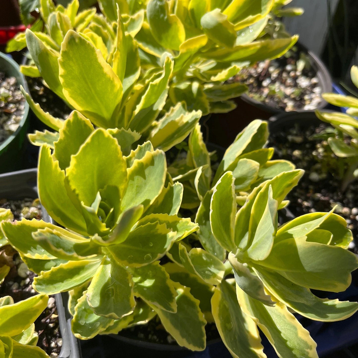 Variegated Pink Sedum 'Autumn Charm' Perennial Plant - Upright Succulent Ground Cover - Sedum 'Autumn Charm'