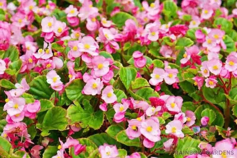 Wax Begonia Seeds - 25 Pack, Begonia x semperflorens, Annual, Compact Bushy Plant for Garden Beds & Containers