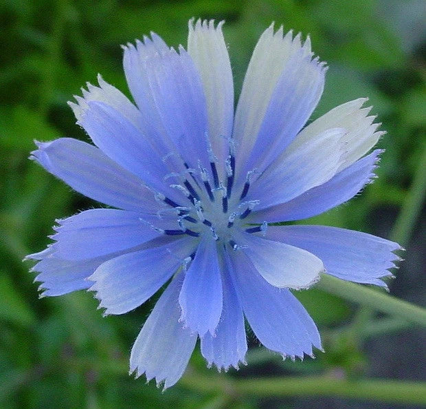Chicory Seeds 1000 Pack - Blue Beauty Variety for Coffee Substitute & Garden | Cichorium intybus