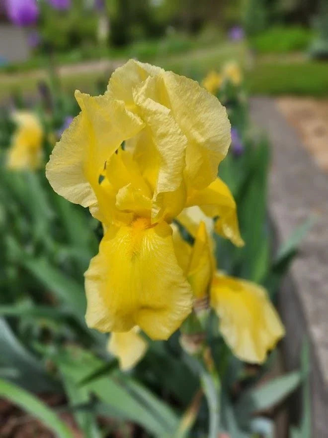 Tall Bearded Iris Live Plants – Ruffled Yellow Varieties – Iris germanica – Perennial Flowering Plants – 2 Live Plants