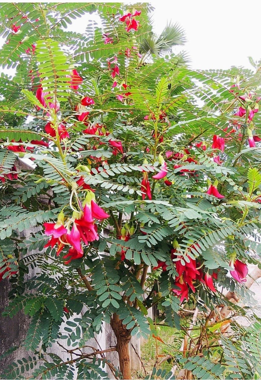 Red Hummingbird Tree Seeds - Sesbania grandiflora Vegetable Tree with Edible Pods & Red Flowers, 30+ Seeds