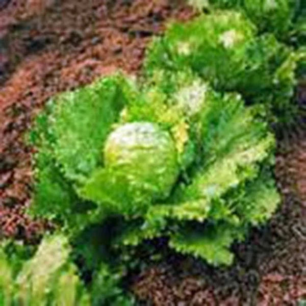 Lettuce Seeds 1000 Count, Iceberg Heirloom, Organic, Non-GMO, Lactuca sativa, Salad Greens, Home Garden, Container Planting