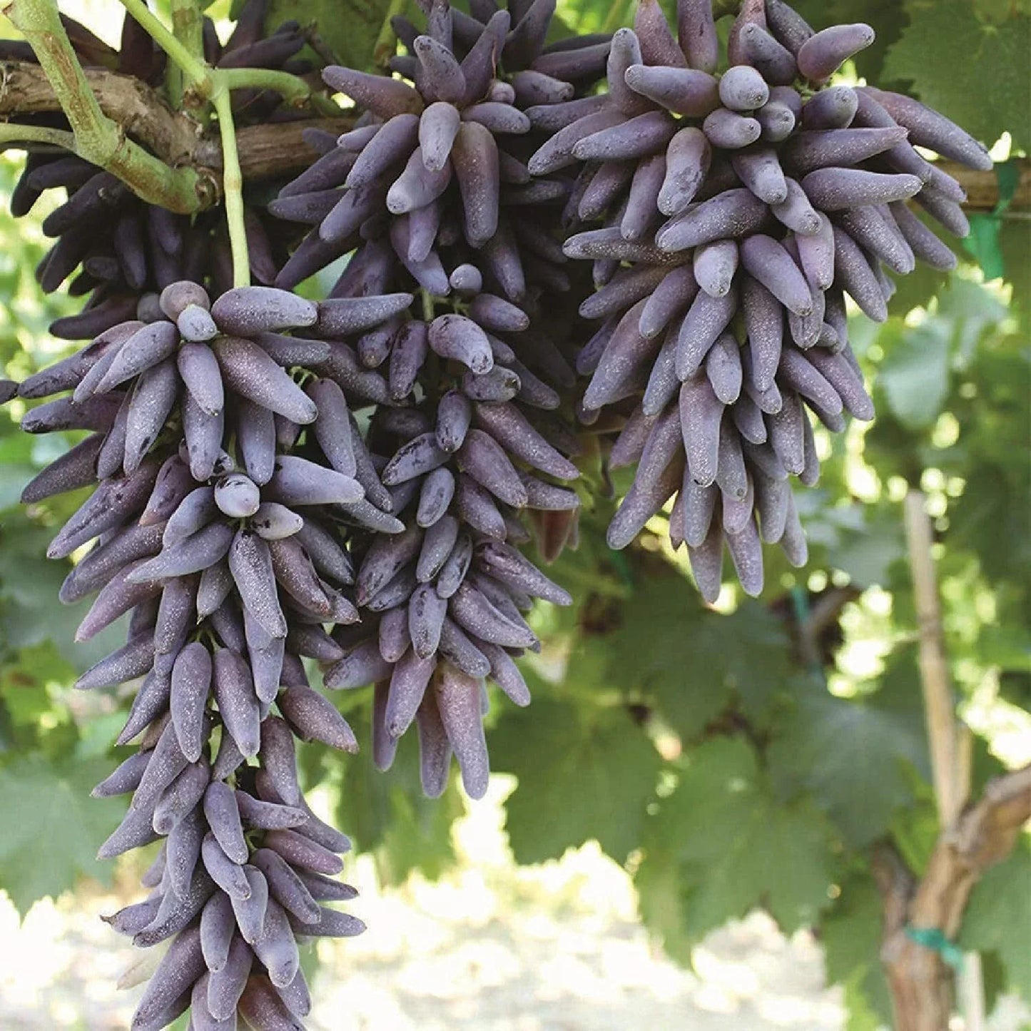 Ladyfinger Seedless Grape Vine Cuttings - 5 Unrooted Vitis vinifera Cuttings for Rooting or Grafting