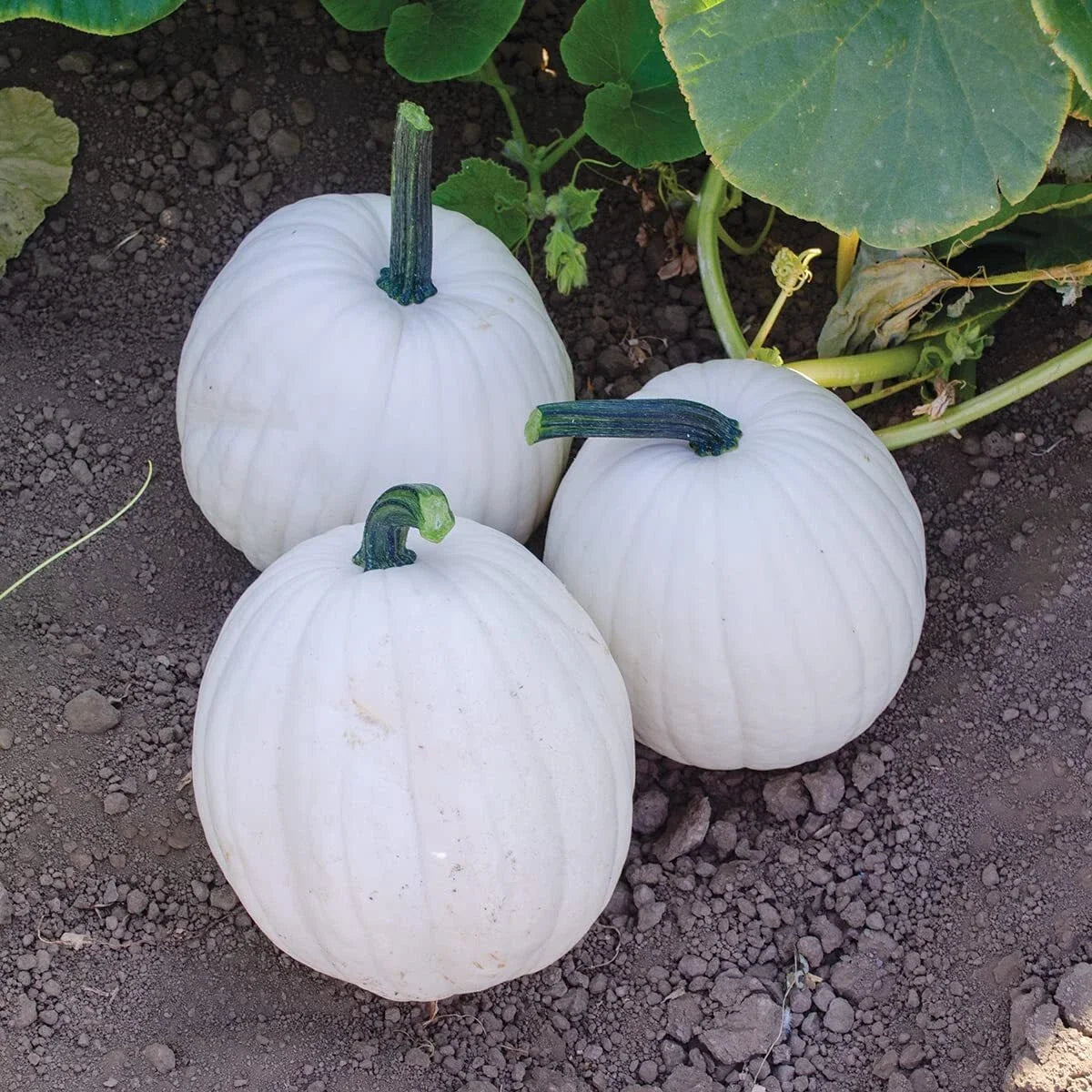 Yeti Pumpkin Seeds for Planting – 10 Seeds – White 5-Pound Pumpkins – Cucurbita pepo Garden Seeds