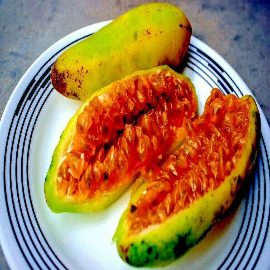 20 Banana Passionfruit Seeds, Passiflora Mollissima, Rare Fast-Growing Tropical Vine, Edible Fruit & Vibrant Flowers