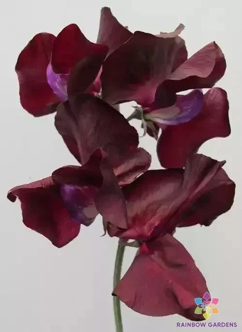 Midnight Sweet Pea Seeds - 50+ Pack, Fragrant Lathyrus odoratus, Climbing Vine, Deep Purple Flowers, Garden Planting, USA Free Shipping