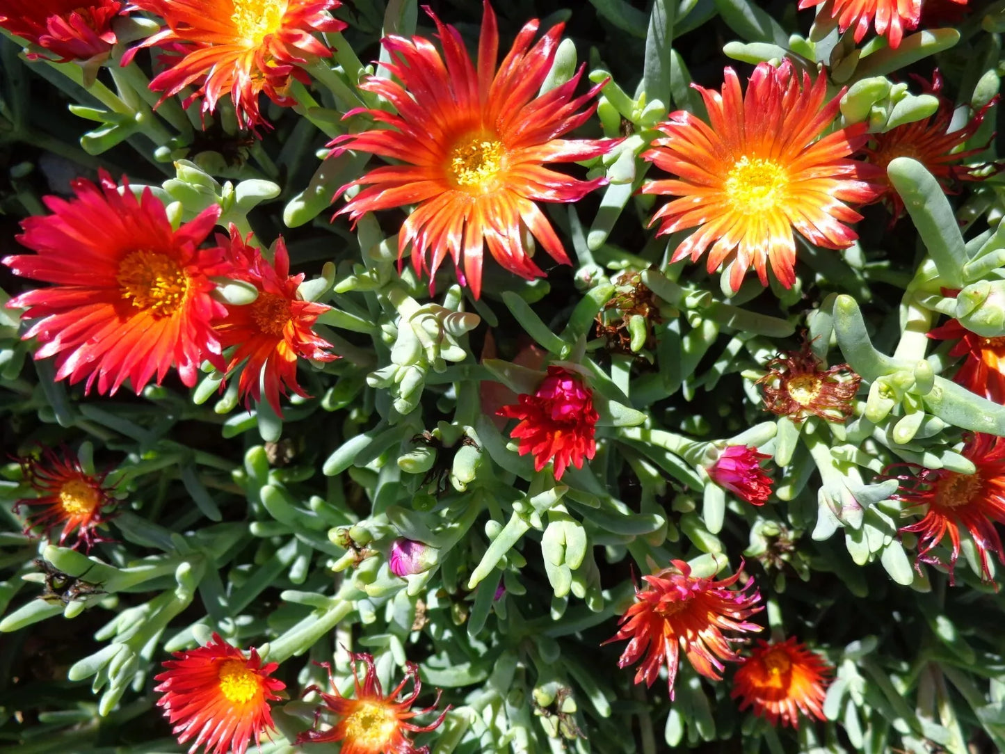 Coopers Hardy Ice Plant Ground Cover - 10 x 6" Fresh Cuttings Delosperma cooperi, Drought Tolerant, Vibrant Ruby Foliage