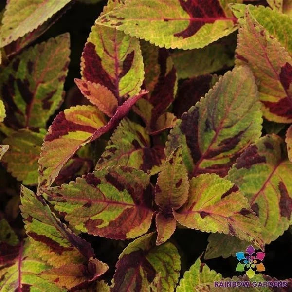 25 Premium Sun Mighty Mosaic Coleus Seeds - Colorful Foliage, Garden & Container Plant, Coleus blumei, Annual, Full Sun