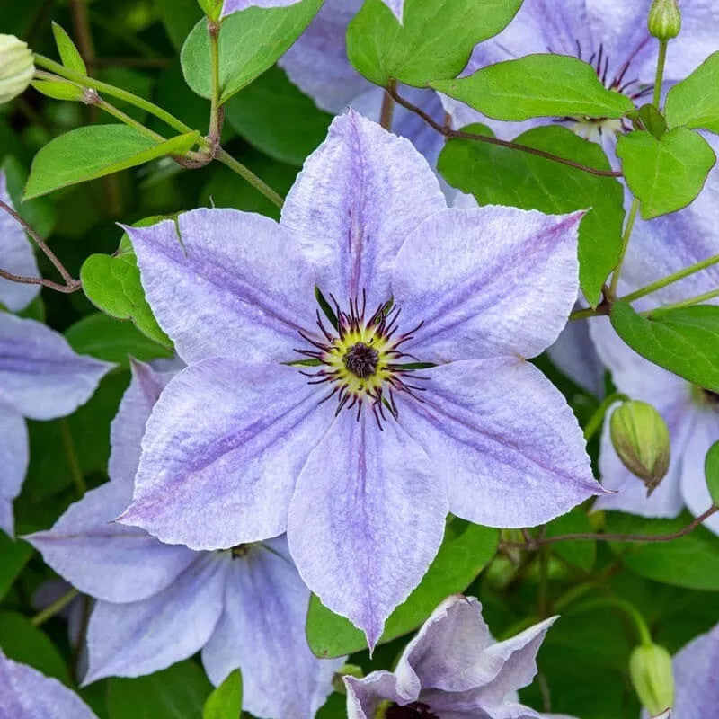 25 Skyfall Clematis Seeds Climbing Perennial Flower Vine for Fences & Trellises, Vibrant Purple & White Blooms