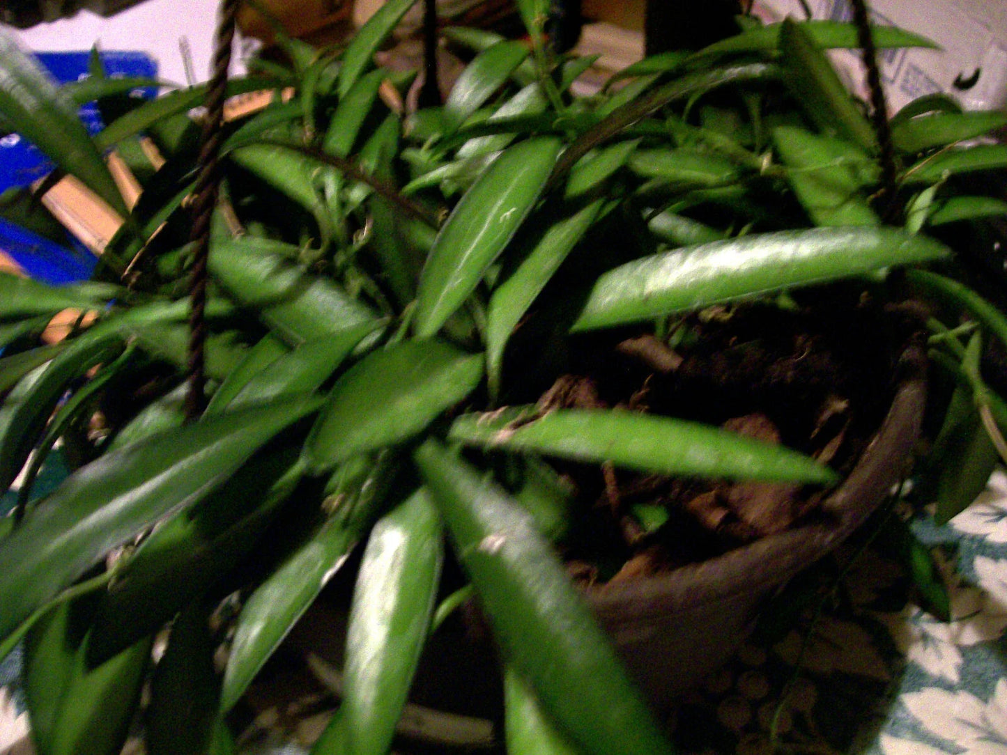 Hoya Longifolia Starter Plant - Wall String Bean Indoor/Outdoor Houseplant