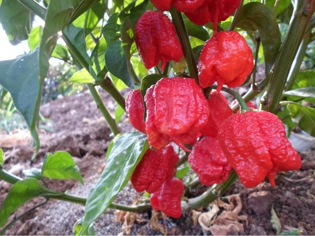 Carolina Reaper Seeds - Large Pack of 10 - Super Hot Capsicum chinense - Guinness World Record Holder