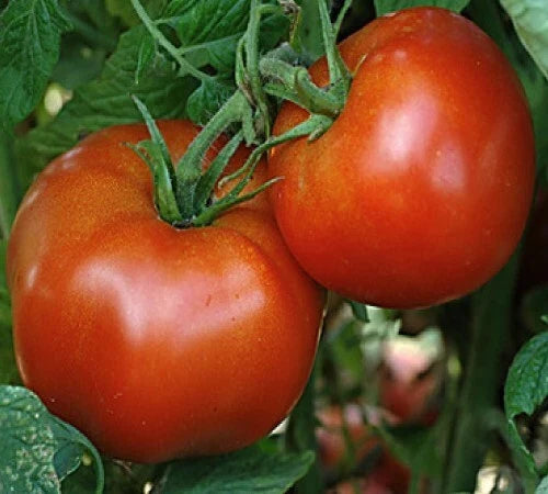 Rutgers Tomato Seeds - Heirloom Medium-Sized Slicer for Sauce - Solanum lycopersicum, High Yield, Disease-Resistant