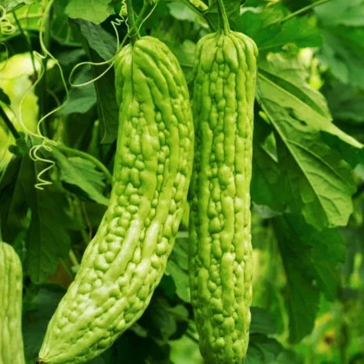 Bitter Melon Seeds - Green Skin Bitter Gourd - Momordica charantia - 15+ High Germination Non-GMO for Home Garden Planting