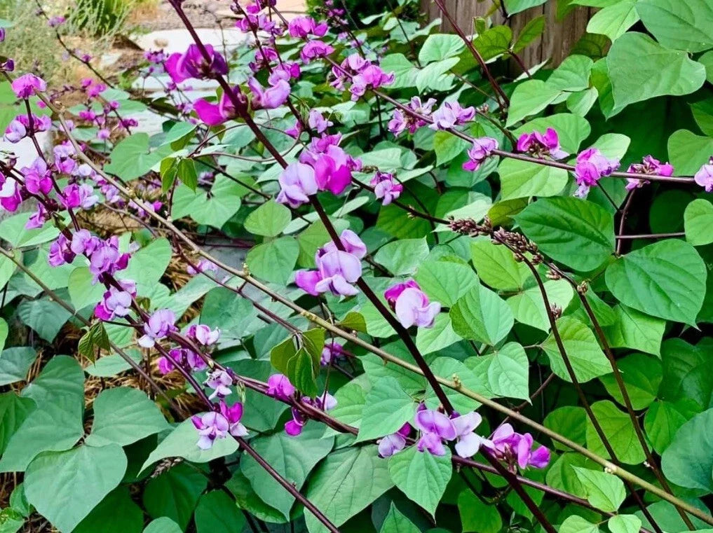 Lablab Purpureus Seeds - Purple Moon Hyacinth Bean Climbing Vine with Edible Pods - 15+ Seeds for Garden, Trellis & Fence