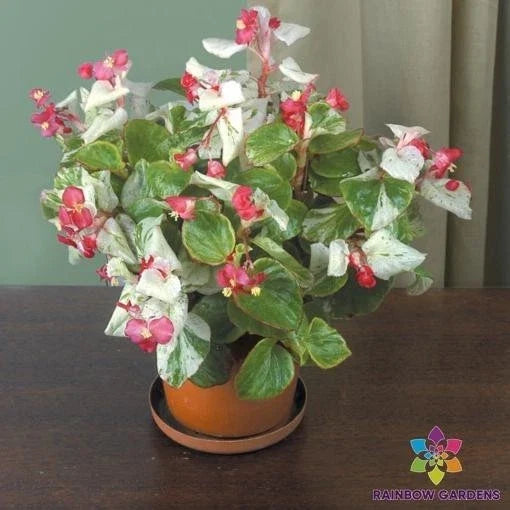 Calla Lily Begonia Seeds Pack of 25+ | Vibrant Colors | Begonia x tuberhybrida | Garden Planting Seeds