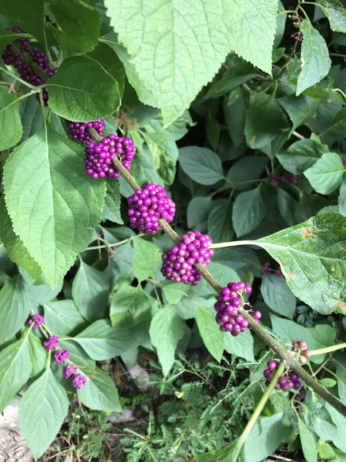 American Beautyberry Live Plant 10+" - Edible Purple Berries, 2 Pack, Callicarpa americana for Gardens