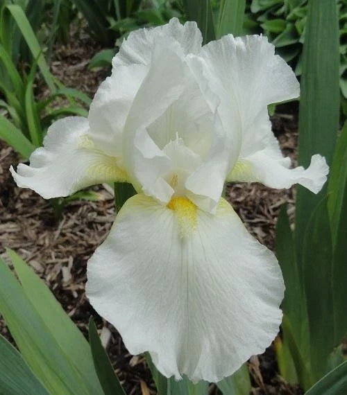 Tall Bearded Iris Plants – 3 Live White Ruffled Iris germanica Perennials for Garden Borders and Containers