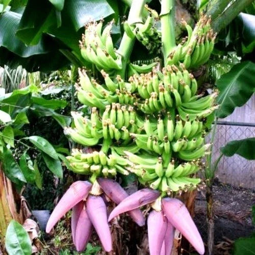 Double Mahoi Banana Tree Starter Plant - Small Rooted Musa acuminata for Tropical Gardens and Indoor Growth