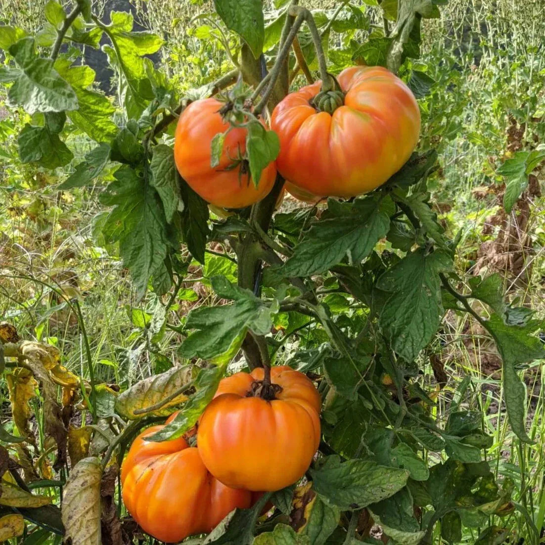 Old German Tomato Seeds - Heirloom Multicolor Beefsteak, Non-GMO Organic Seeds