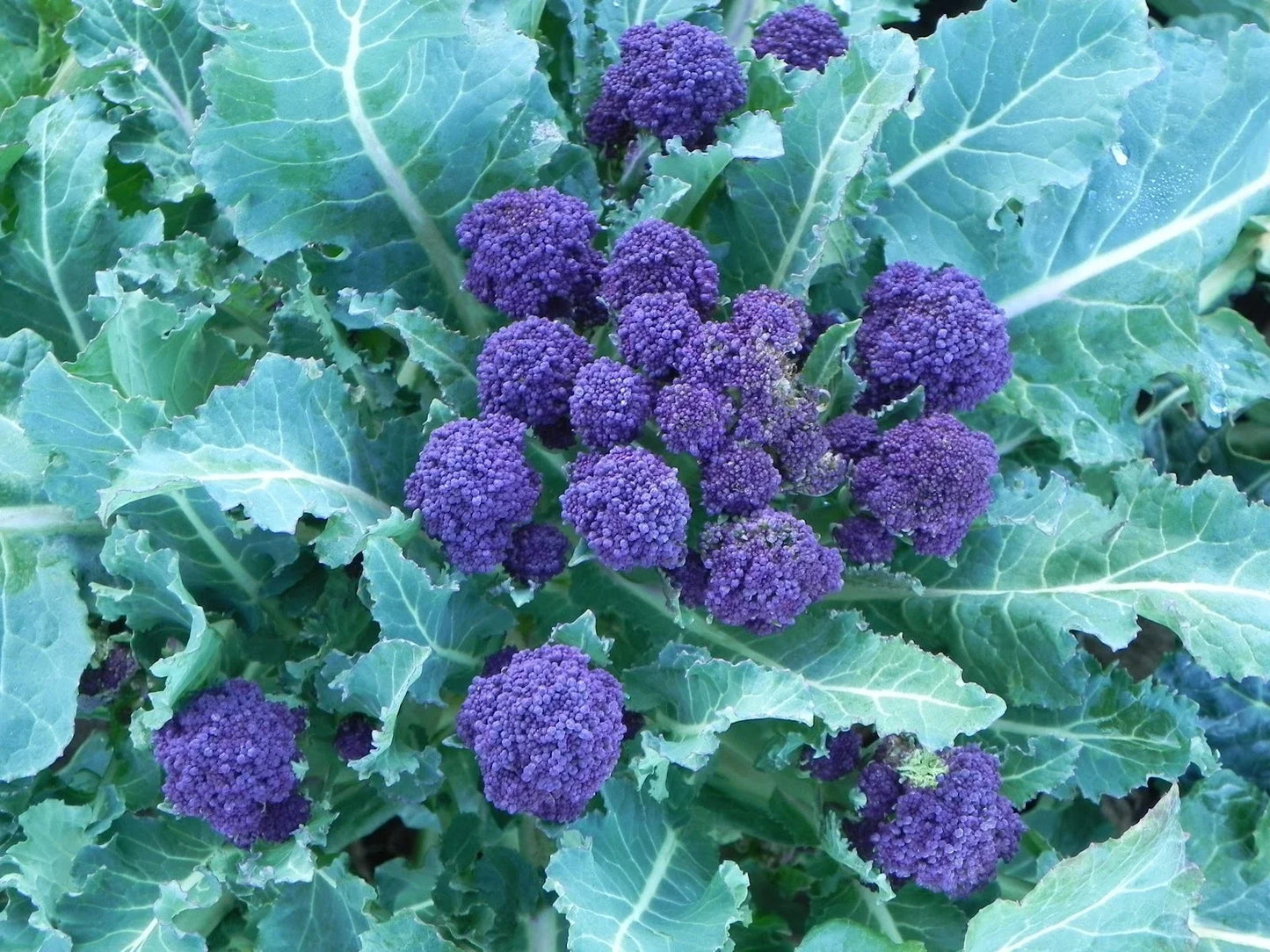 Purple Sprouting Broccoli Seeds - 100 Seeds, Brassica oleracea var. italica, Purple Heads, Culinary Vegetable, Non-GMO Seed Pack