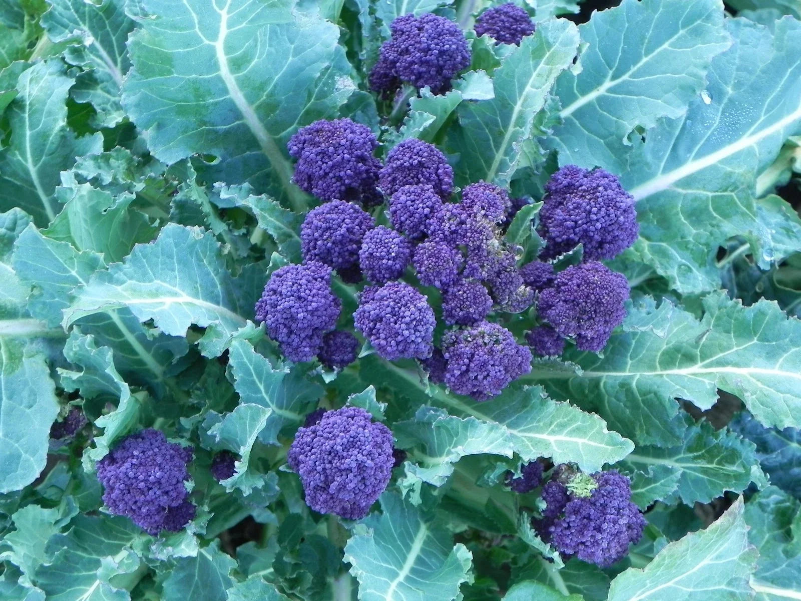 Purple Sprouting Broccoli Seeds - 100 Seeds, Brassica oleracea var. italica, Purple Heads, Culinary Vegetable, Non-GMO Seed Pack