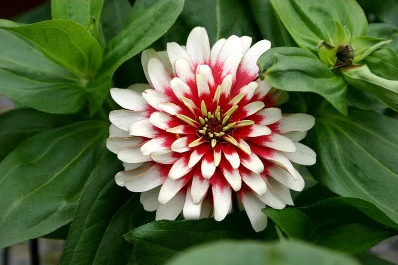 Zinnia Seeds - Cherry & Ivory Swizzle - 20 Seeds - Colorful Annual Flowers for Garden - Zinnia elegans