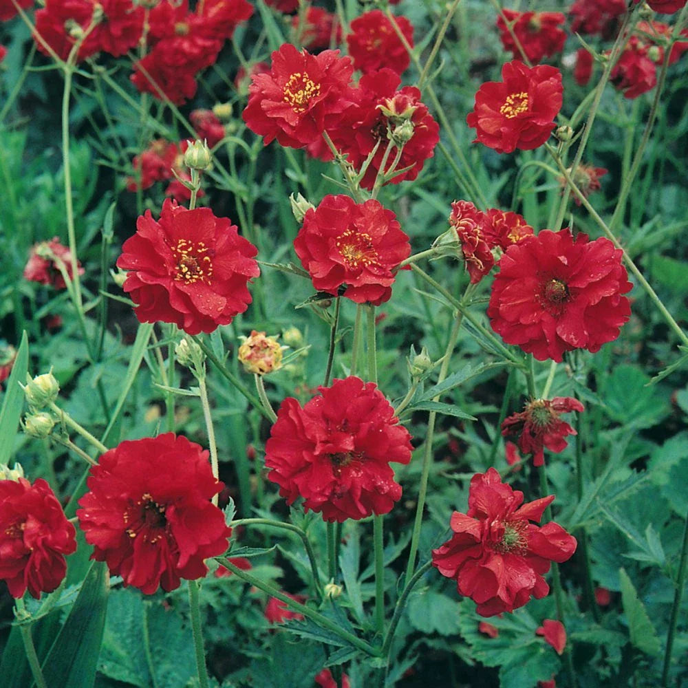 Geum Seeds Mrs. Bradshaw Red - 105 Non-GMO Perennial Flower Seeds