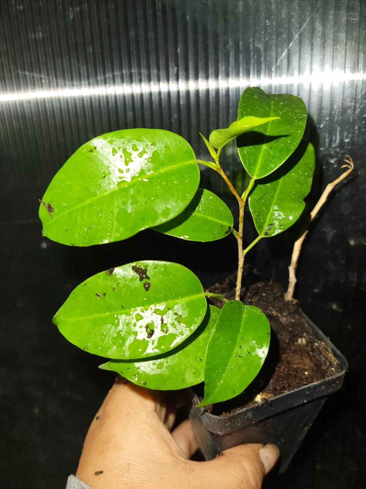 Ficus Benjamina Midnight Plant 5 Inches - Dark Green Indoor Live Plant in 2.5 Inch Pot
