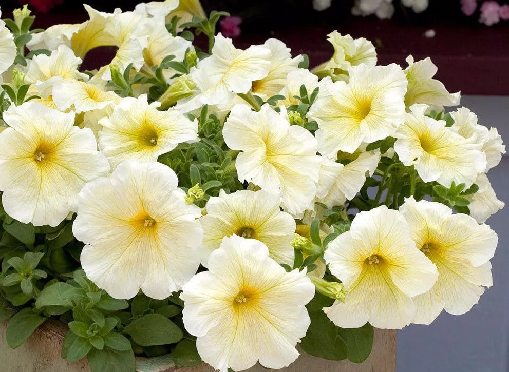 Petunia Prism Sunshine Pelleted Seeds - Attracts Butterflies, Petunia × atkinsiana