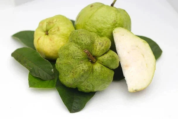Indonesian Seedless Guava Seeds - Psidium guajava Fruit Tree Pack of 50+ for Garden Planting, Tropical, Juicy, Seedless