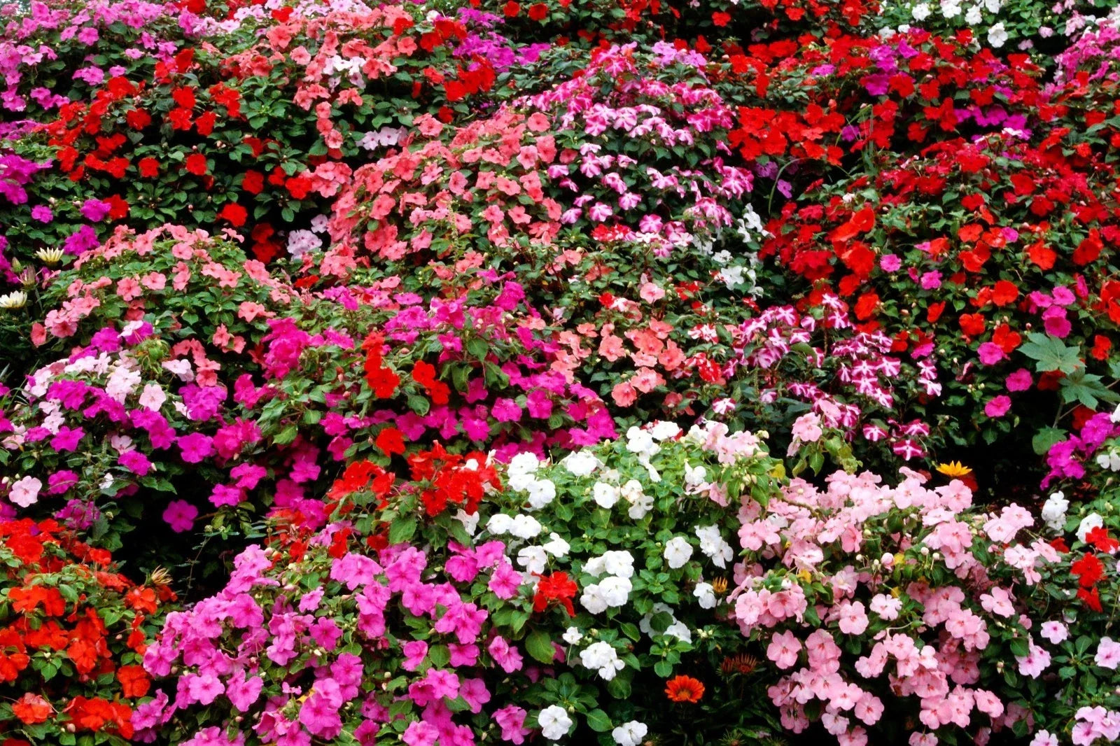 Impatiens Bush Flower Seeds – 25 Pack, Colorful Impatiens Walleriana for Shade Gardens, Containers & Borders