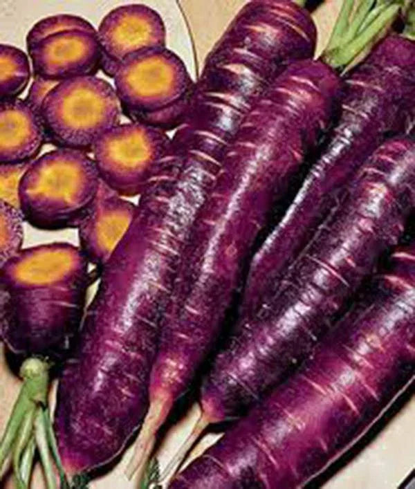 Purple Haze Carrot Seeds - 1000+ Non-GMO Hybrid Seeds | Daucus carota
