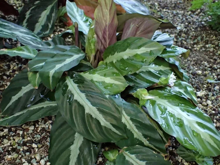 Calathea Seeds - 25+ Undulata Variety for Garden Planting - Maranta leuconeura var. undulata