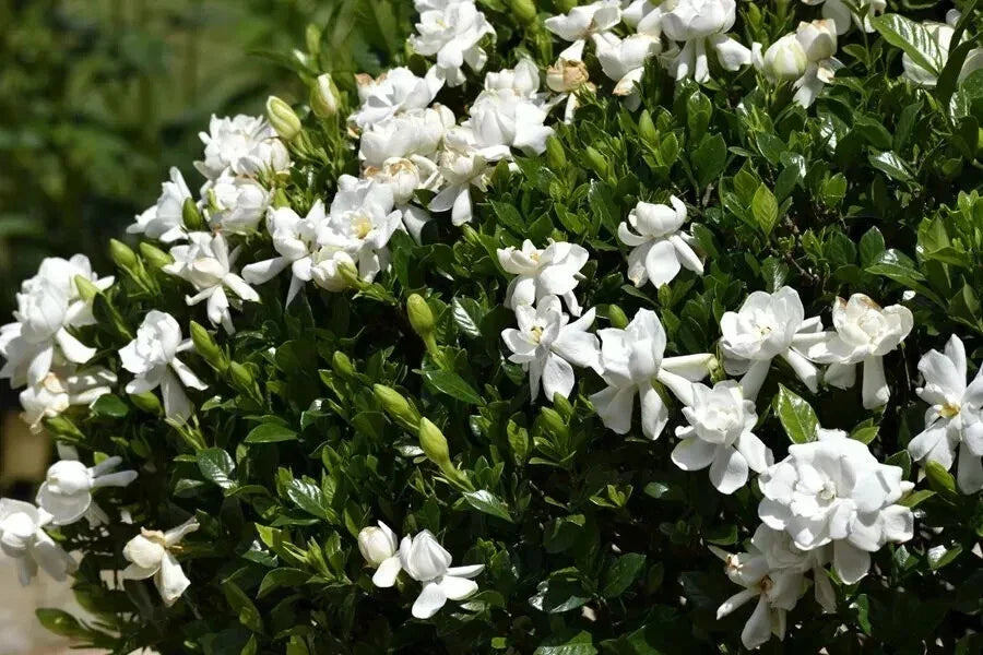 Unrooted Southern Heirloom Gardenia Cuttings - Gardenia jasminoides, 8 Pack