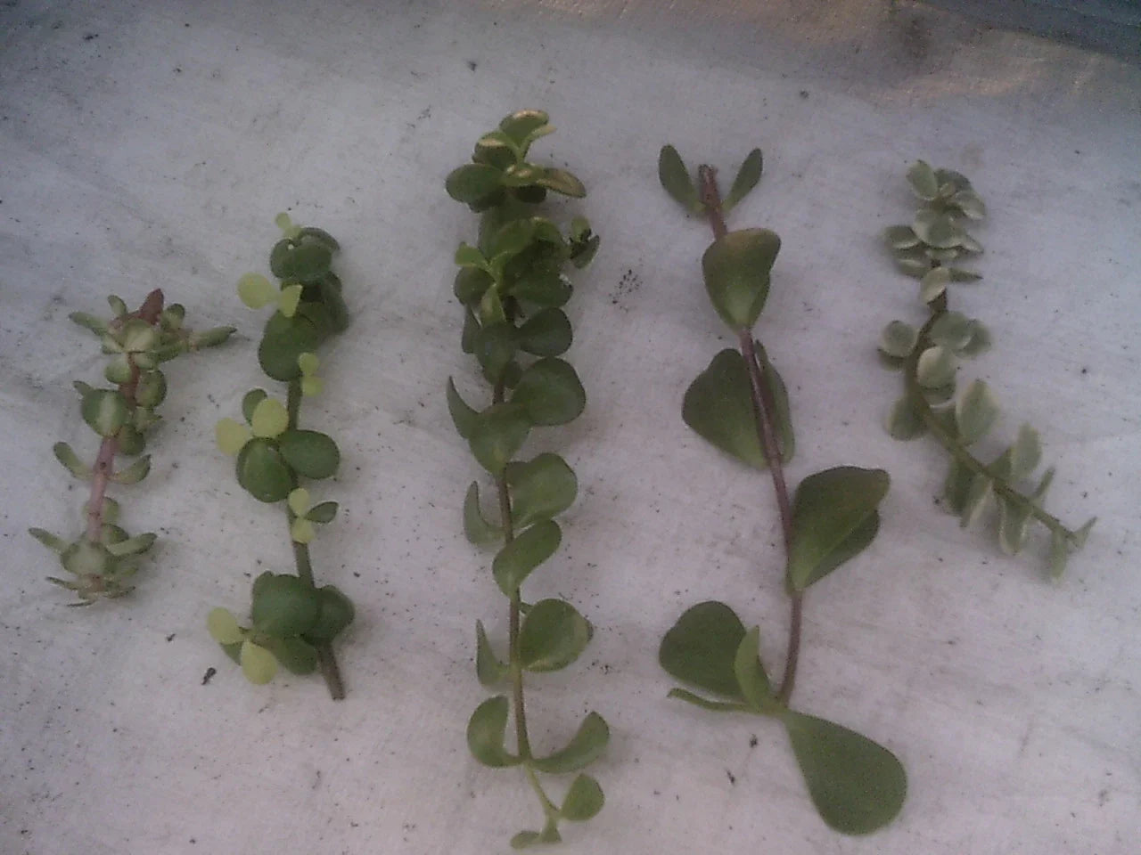 Portulacaria afra Succulent Cuttings Collection – 9 Varieties for Indoor & Outdoor Gardening