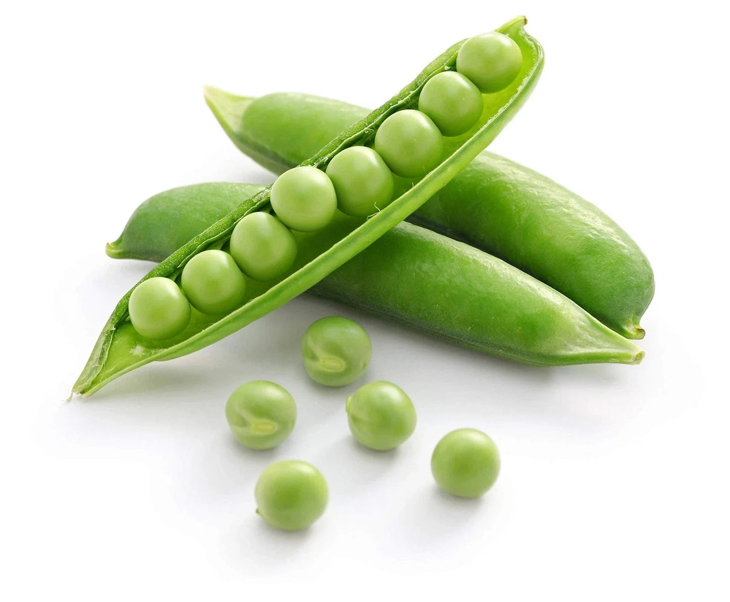 Sweet Pea Seeds 25+ Count | Edible Lathyrus odoratus Climbing Vine for Garden Planting