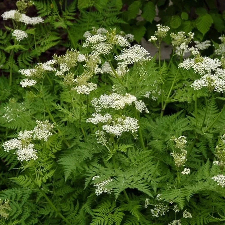 Anise Seeds 2000 Count Non-GMO Pimpinella anisum for Culinary & Herbal Use, USA Seller