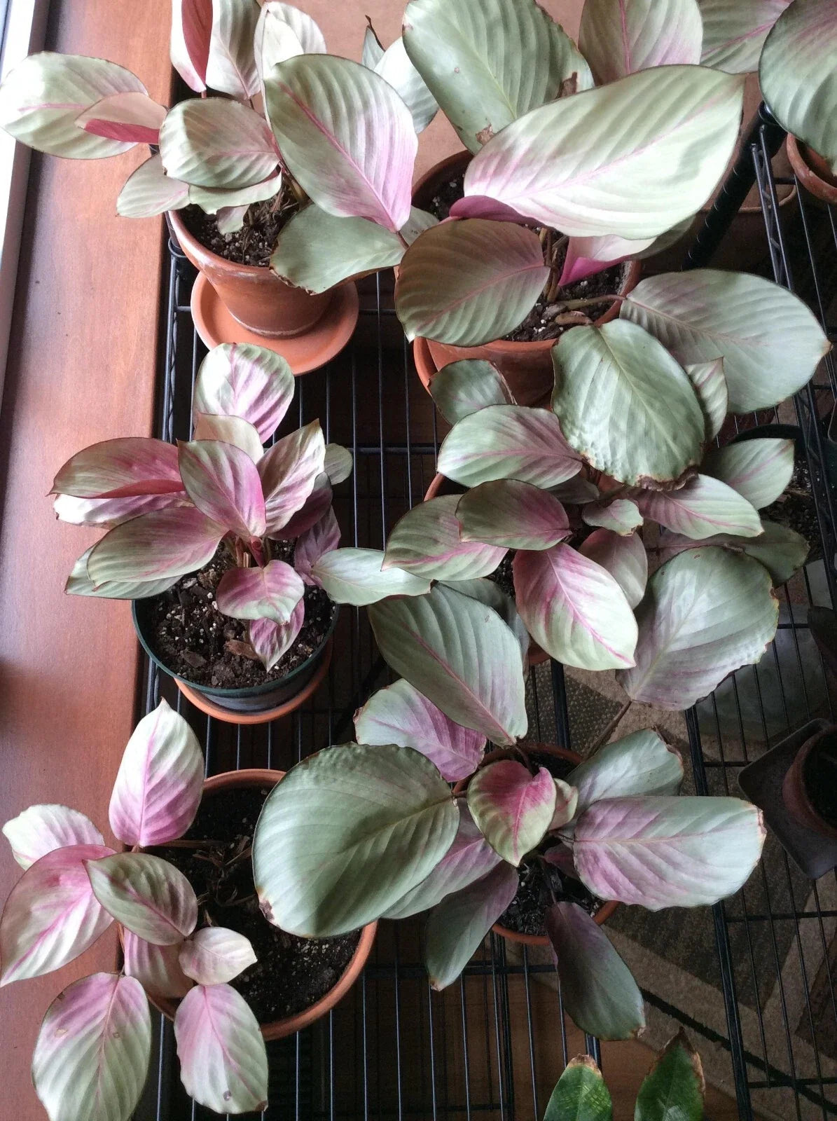 Calathea Seeds - Pink Aurora Variety - Indoor & Outdoor Planting - Calathea ornata - Free Shipping USA