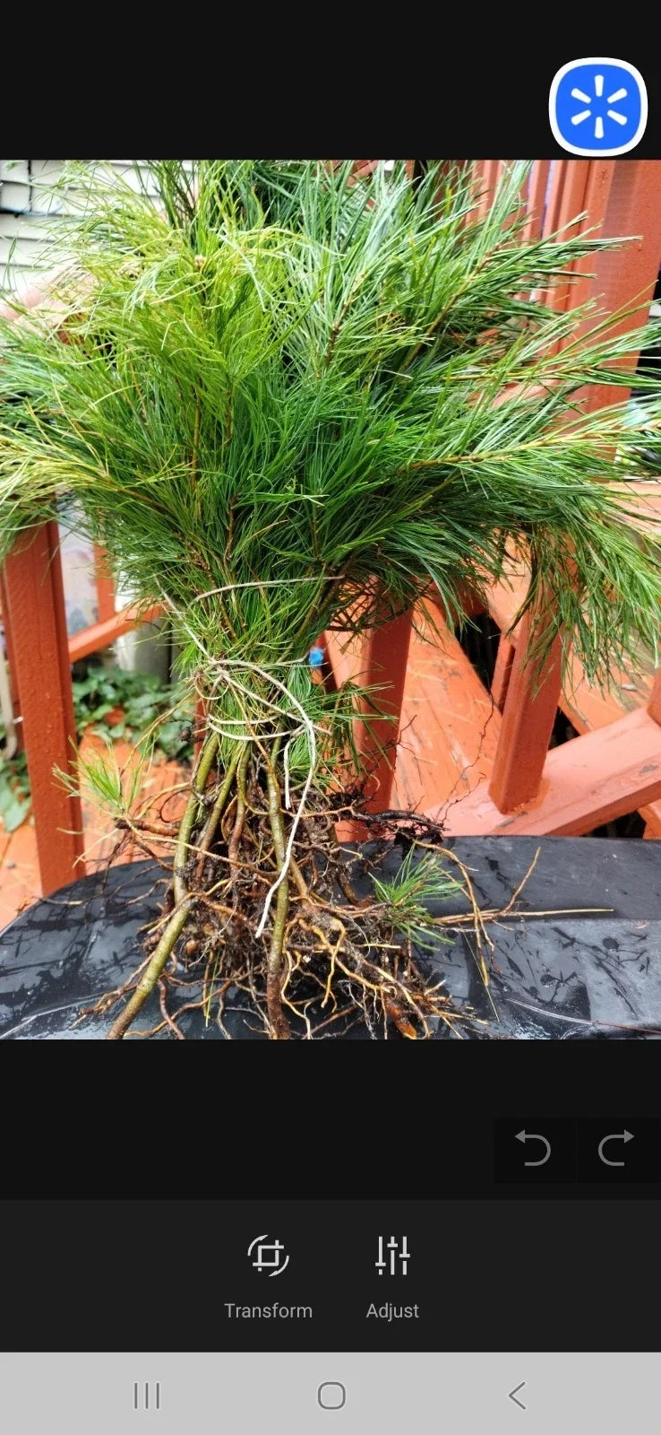 Eastern White Pine Seedlings Bare Root 6-16 Inches Pinus strobus 10 Pack Maine Native Tree